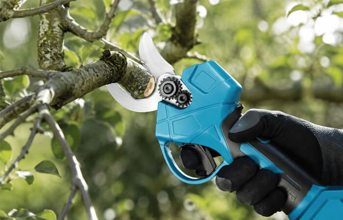 Sekator elektryczny do gałęzi — kiedy przycinać krzewy, młode pędy i gałęzie po kwitnieniu?